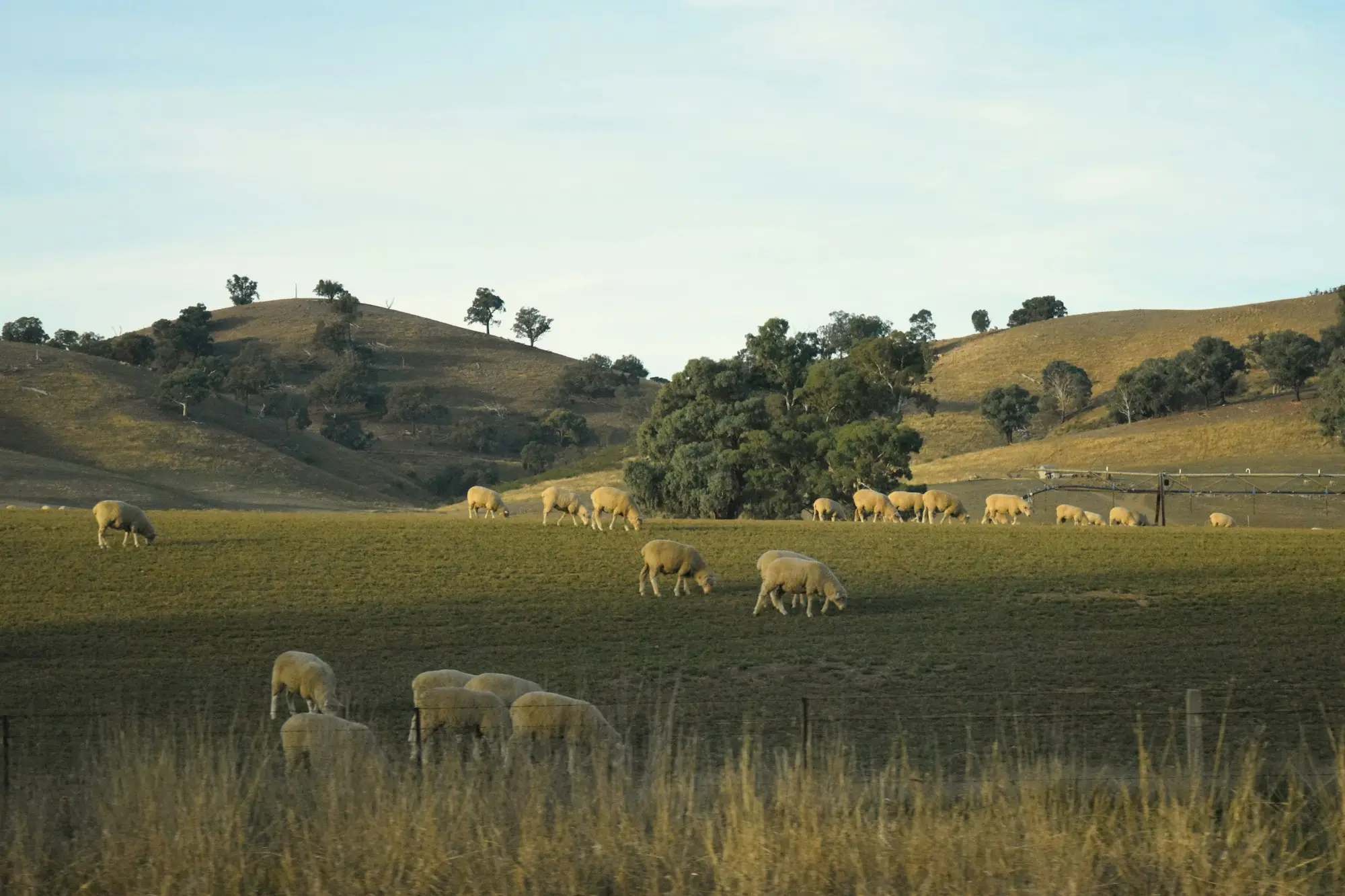 A flock of sheep grazing on a lush green paddock